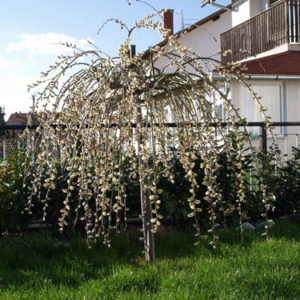 Salix caprea - Pendula