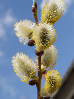 Salix caprea - Pendula
